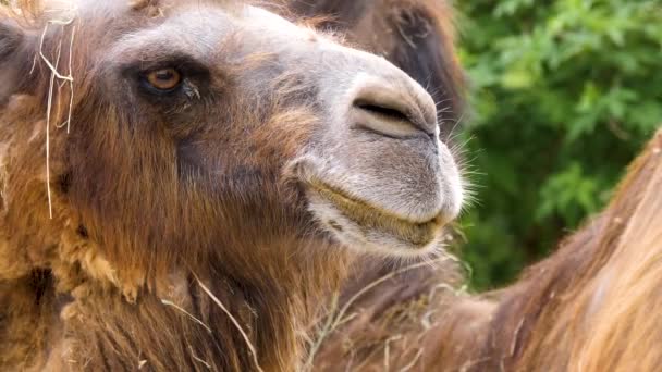 Gros Plan Chameau Brun Tête Dromadaire Regardant Autour — Video