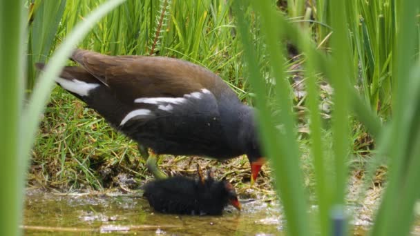 Primo Piano Lapwing Uccello Con Giovani Pulcini Nuotare Intorno Erba — Video Stock