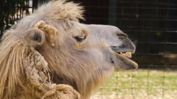 Κοντινό Πλάνο Της Λευκής Καμήλας Dromedary Κεφάλι Κοιτάζοντας Γύρω — Αρχείο Βίντεο