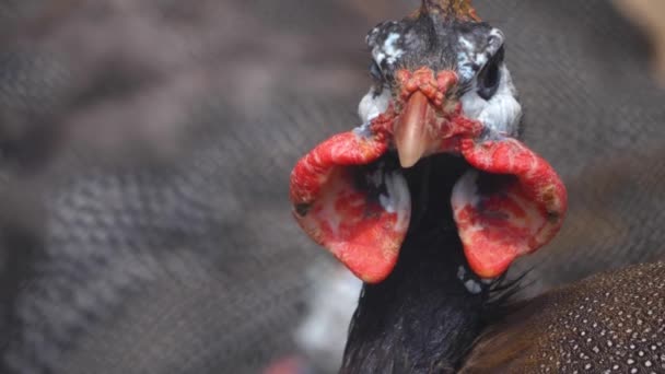 Cierre Cabezal Aves Indias Femeninas Mirando Alrededor — Vídeos de Stock