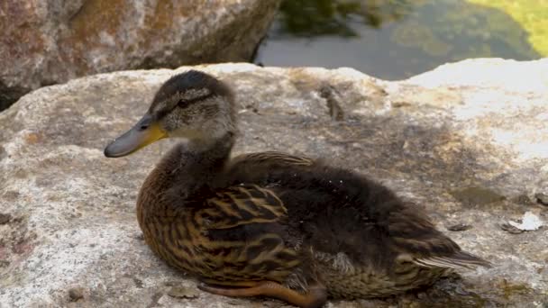 Nahaufnahme Von Jungen Enten Die Sich Auf Einem Felsen Entspannen — Stockvideo