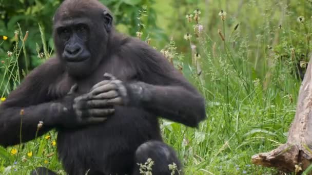 Primo Piano Del Giovane Gorilla Maschio Che Gli Picchia Petto — Video Stock