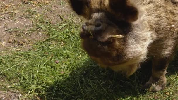 Großaufnahme Des Neuseeländischen Kunekune Schweinekopfes Der Die Kamera Blickt — Stockvideo