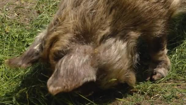 Närbild Nya Zeeland Kunekune Pig Huvud Tittar Kameran — Stockvideo