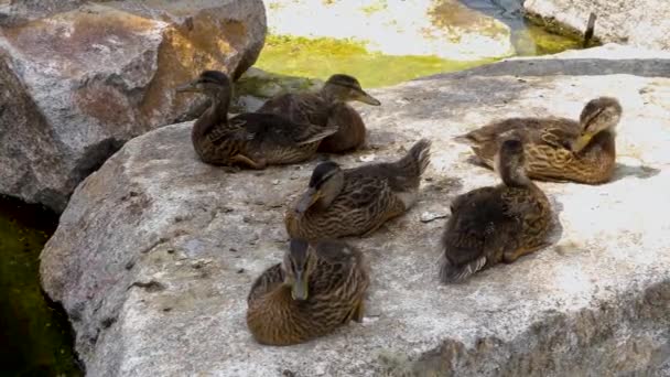 Close Young Ducks Relaxing Stretching Rock — Stock Video