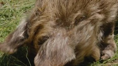 Yeni Zelanda KuneKune Domuz kafasının yakınından kameraya bakıyorum.