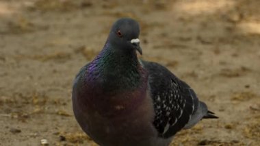 Gri güvercine yaklaş ve etrafına bak.