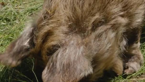 Close Van Nieuw Zeeland Kunekune Varkenshoofd Kijken Camera — Stockvideo