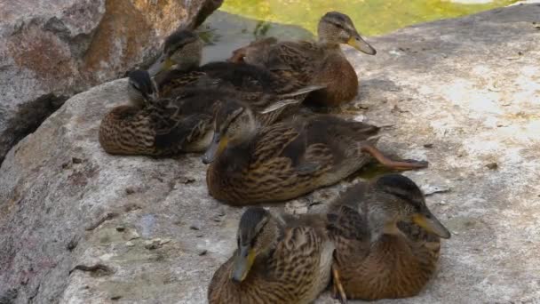 一群年轻的鸭子在岩石上休息和伸展 — 图库视频影像