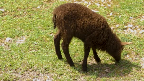 Nahaufnahme Schwarzer Schafe Auf Der Weide — Stockvideo
