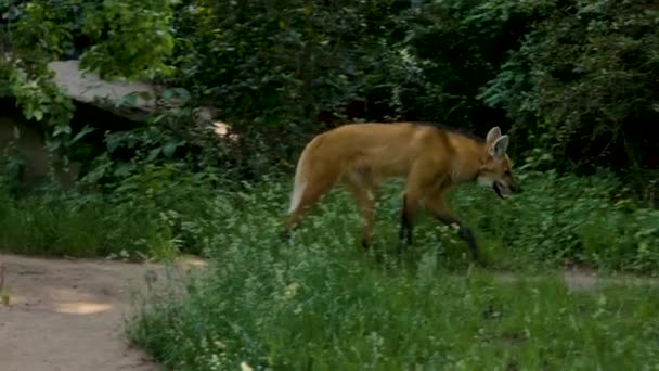 Close Van Manen Wolf Lopen Door Struiken — Stockvideo