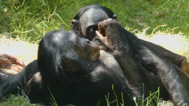 Close Bonobo Mãe Jovem Chupando — Vídeo de Stock