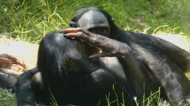 Close Bonobo Mother Young Sucking — Stock Video