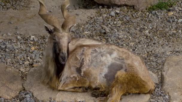 Bouc Markhor mâle, couché et se gratter avec la corne.