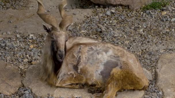 Markhor Capra Maschio Sdraiato Graffiando Stesso Con Corno — Video Stock