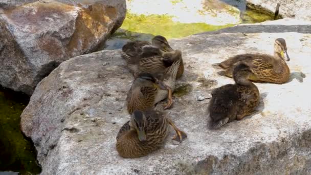 Nahaufnahme Von Jungen Enten Die Sich Auf Einem Felsen Entspannen — Stockvideo