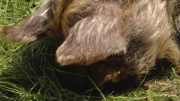 Primo Piano Della Nuova Zelanda Kunekune Pig Testa Guardando Nella — Video Stock