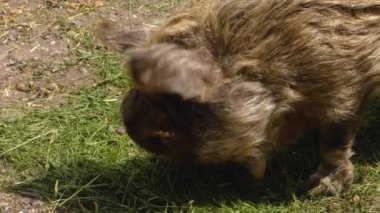 Yeni Zelanda KuneKune Domuz kafasının yakınından kameraya bakıyorum.