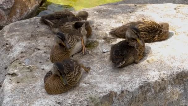 Nahaufnahme Von Jungen Enten Die Sich Auf Einem Felsen Entspannen — Stockvideo