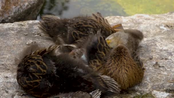一群年轻的鸭子在岩石上休息和伸展 — 图库视频影像