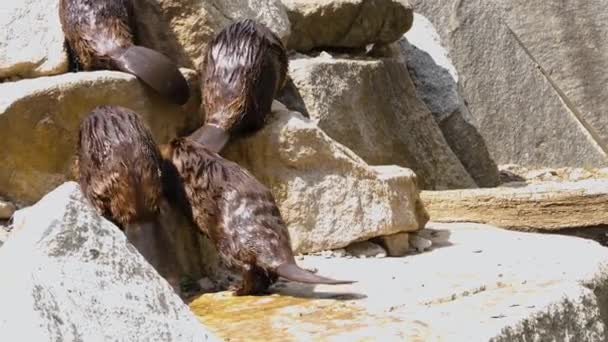 Close Beavers Walking Rocks Line — Stock Video