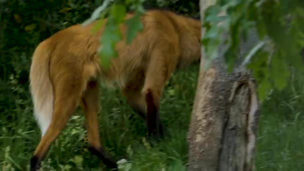 Großaufnahme Der Mähne Wolf Läuft Durch Büsche Hinter Einem Baum — Stockvideo