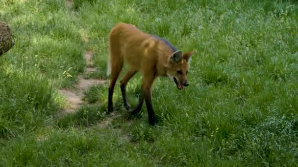 毛茸茸的狼在灌木丛中走来走去 — 图库视频影像