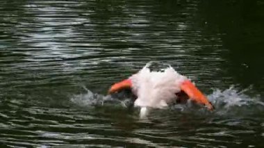 Flamingo 'yu suyla kapatın.