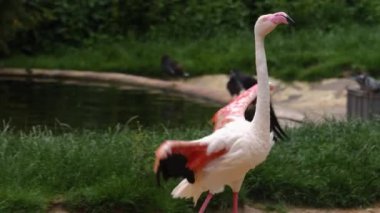 Flamingo 'yu suyla kapatın.