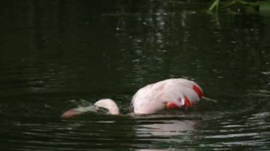 Flamingo 'yu suyla kapatın.