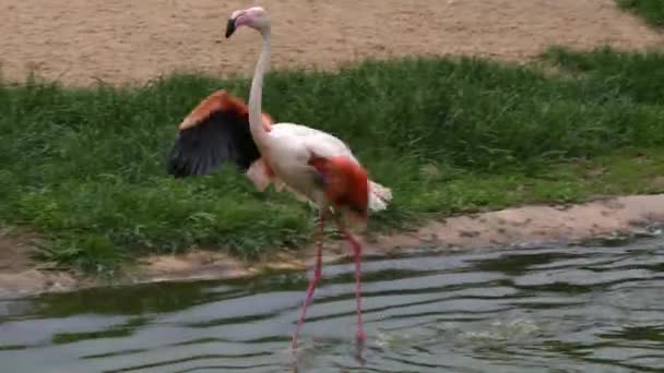 Gros plan de Flamingo dans l'eau