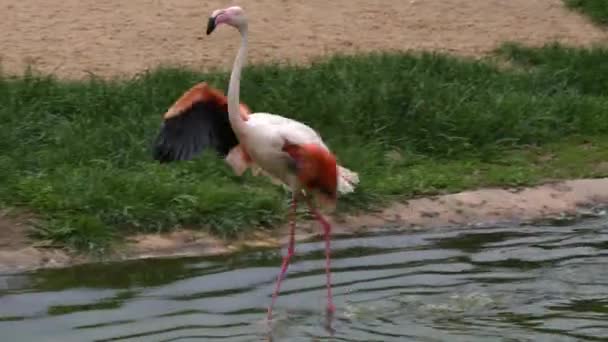 Närbild Flamingo Vatten — Stockvideo