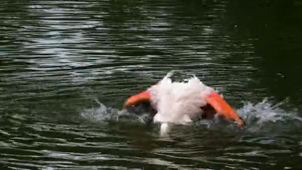 Sluiten Van Flamingo Het Water — Stockvideo