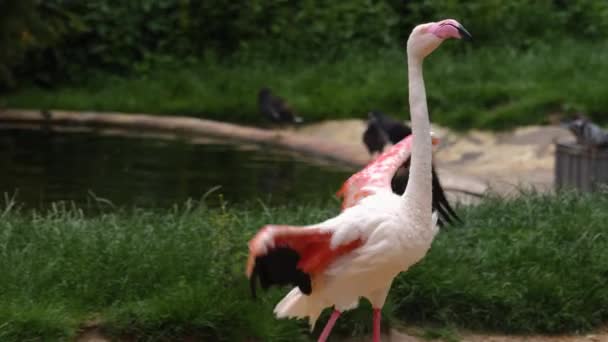 Sluiten Van Flamingo Het Water — Stockvideo