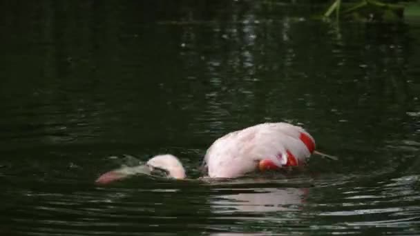 Nahaufnahme Von Flamingo Wasser — Stockvideo
