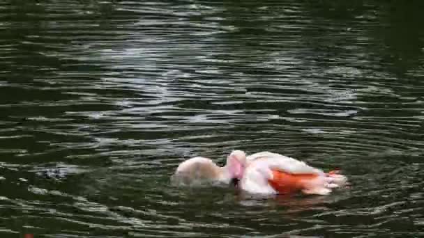 Flamingo Suyla Kapatın — Stok video