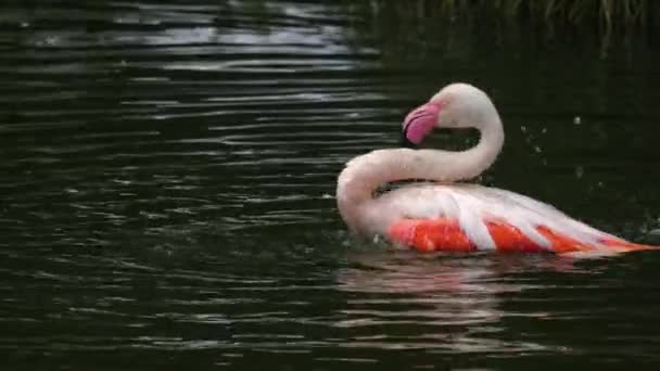 Sluiten Van Flamingo Het Water — Stockvideo