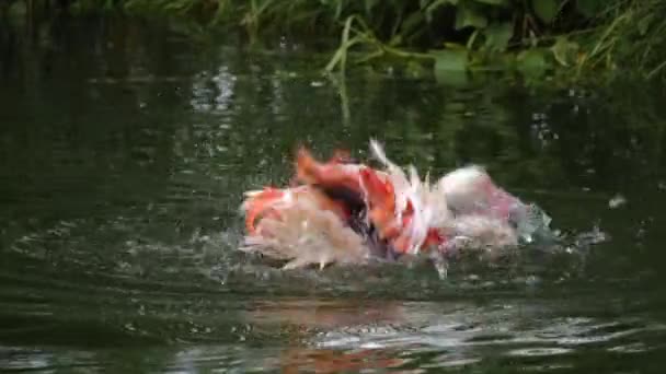 Nahaufnahme Von Flamingo Wasser — Stockvideo