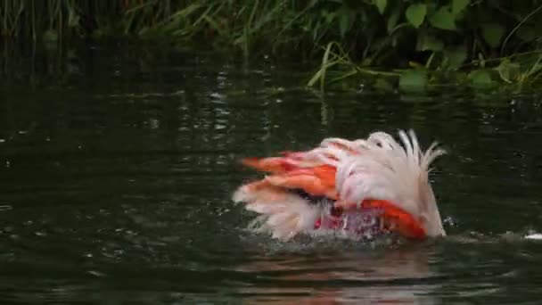 Gros Plan Flamingo Dans Eau — Video
