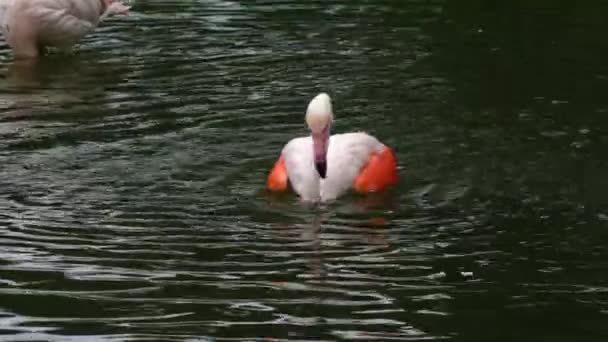 Κοντινό Πλάνο Του Flamingo Στο Νερό — Αρχείο Βίντεο