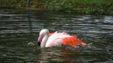 Flamingo 'yu suyla kapatın.