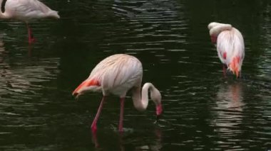 Flamingo 'yu suyla kapatın.