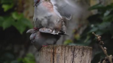 Yan yana oturan ve çiftleşen ibikli güvercinleri kapatın..
