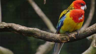 Papağanın bir dala oturup etrafa bakındığı yakın plan.