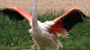 Flamingo 'yu suyla kapatın.