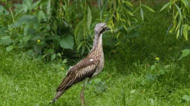 # Roadrunner kuşunun etrafını kolaçan edip #