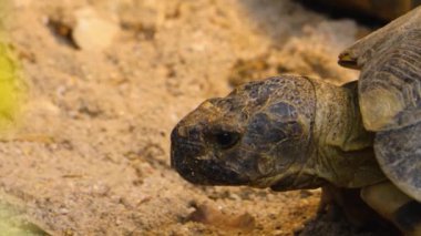 Çöl kaplumbağasına yaklaş.