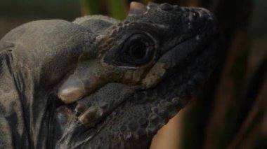 Mona zemin iguana kertenkele kafasının yakınına.