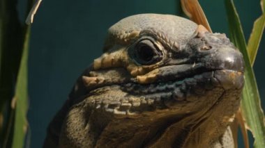 Mona zemin iguana kertenkele kafasının yakınına.