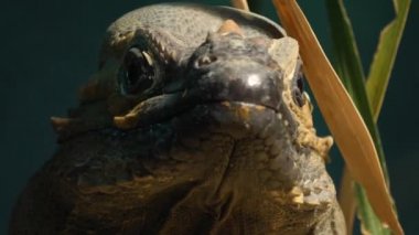 Mona zemin iguana kertenkele kafasının yakınına.